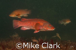 3 Ballan Wrasse at Cathedral Rock, St. Abbs, Scotland.
D... by Mike Clark 
